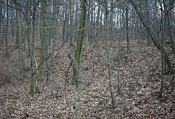 Lesní lov 13.12.2003 aneb konec sezóny?