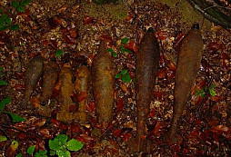 Pár fotek z dovolené na Dukle