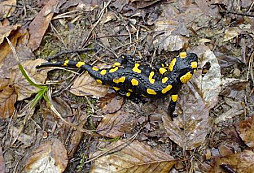 Nálezy z dukly od Grese