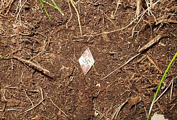 Odpolední procházka s rodinou