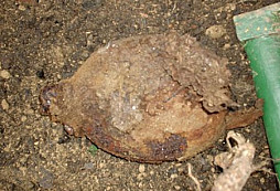 Akce Bratrstva kočičí pracky