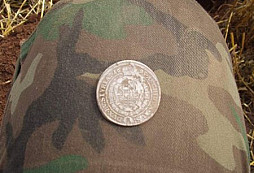 Stříbrňák polní