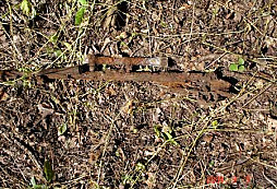 Mauser a kolo Wehrmachtu