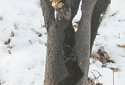 Další nálezy BADA a FALCA