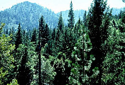 Co nám praví Lesní zákon?