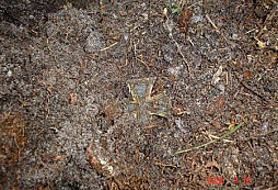 Železný kříž EK1