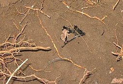 Páteční hledání