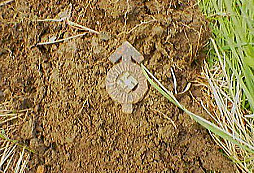 Nálezy z bitevního pole r.1779