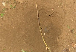 Dohledávka na palouku