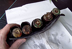 Nálezy od Sing-Singa