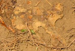 Pár věcí z matičky země