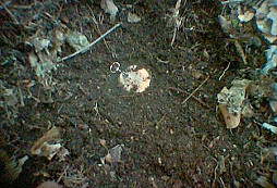 Gold, stříbro a lilie od Sing-Singa