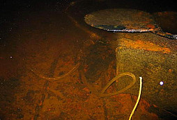 Tank T-38 ze dna Něvy