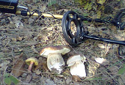 Nálezy z luk a hájů