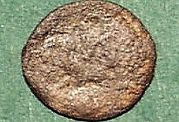 Opět stříbrňák polní