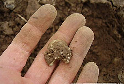 Splněné přání i pomsta