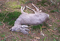 Jaro už je tady nešlapte na hady