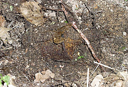 Story s nevybuchlým granátem