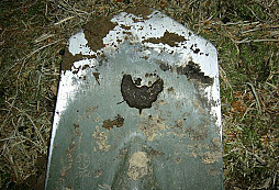 Místo voleb na mrcas