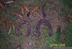 Lepší nálezy Snoopyho a Rendyho