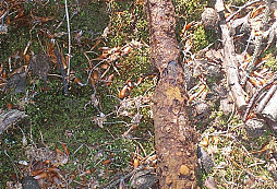 Norování v Sudetech