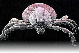 Fajnšmekri a gavalieri