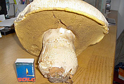 To nejlepší z posledního mrcasu