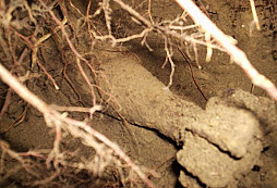 Pár šrotu po rusácích