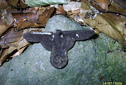 Orlice a suvenýr z Polska