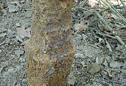 První hodinka s detektorem