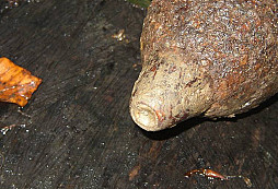 Odpočinková procházka