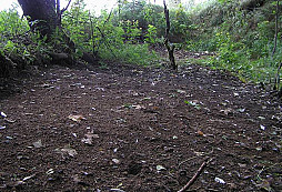 Velký úklid po prasatech