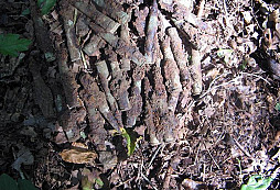 Sobotní vycházka lesem