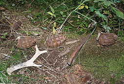 Co les vydá III. díl