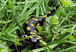 Ake je to nase Slovensko krastne