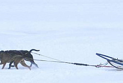 Pes – priateľ i bojovník