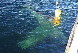 Fw – 190A3 nalezen v Norsku