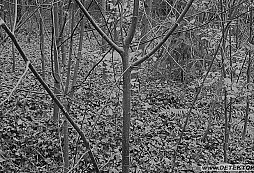 Dohledávka lesíka a UFO