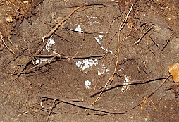 Sing-Singův porcelánový sudeťák