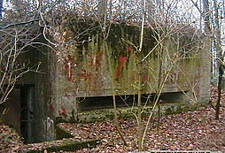 Nedělní procházka lesem