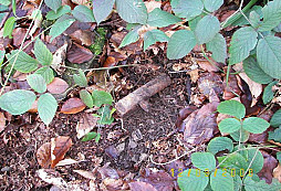 Vánoční neúspěšná akce