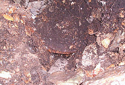 Sudeťáček chudých