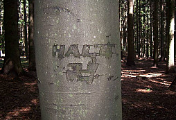 Lesík II