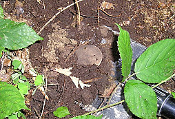 Vlasovec ID