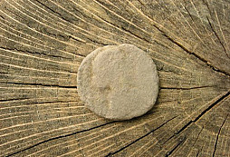 Vcera v nasom lesiku