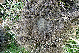 Pár nálezů z lesa