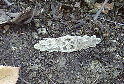 Stredajší výjazd do Karpát