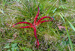 Nějakej mixík a bonus