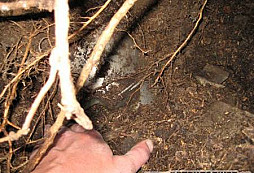 Kuděj v Grizzliho lokalitě