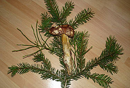 Dohledávka - Hradišťko